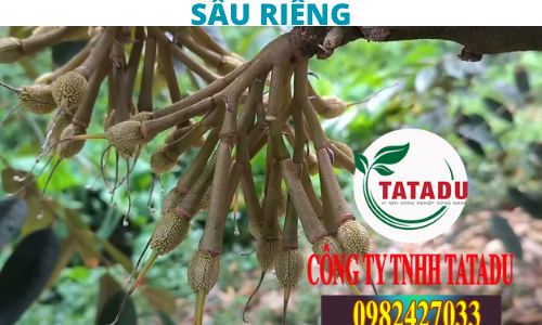 3 LUU Y GIAI DOAN CHAY TRAI SAU RIENG