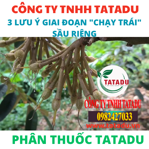 3 LUU Y GIAI DOAN CHAY TRAI SAU RIENG
