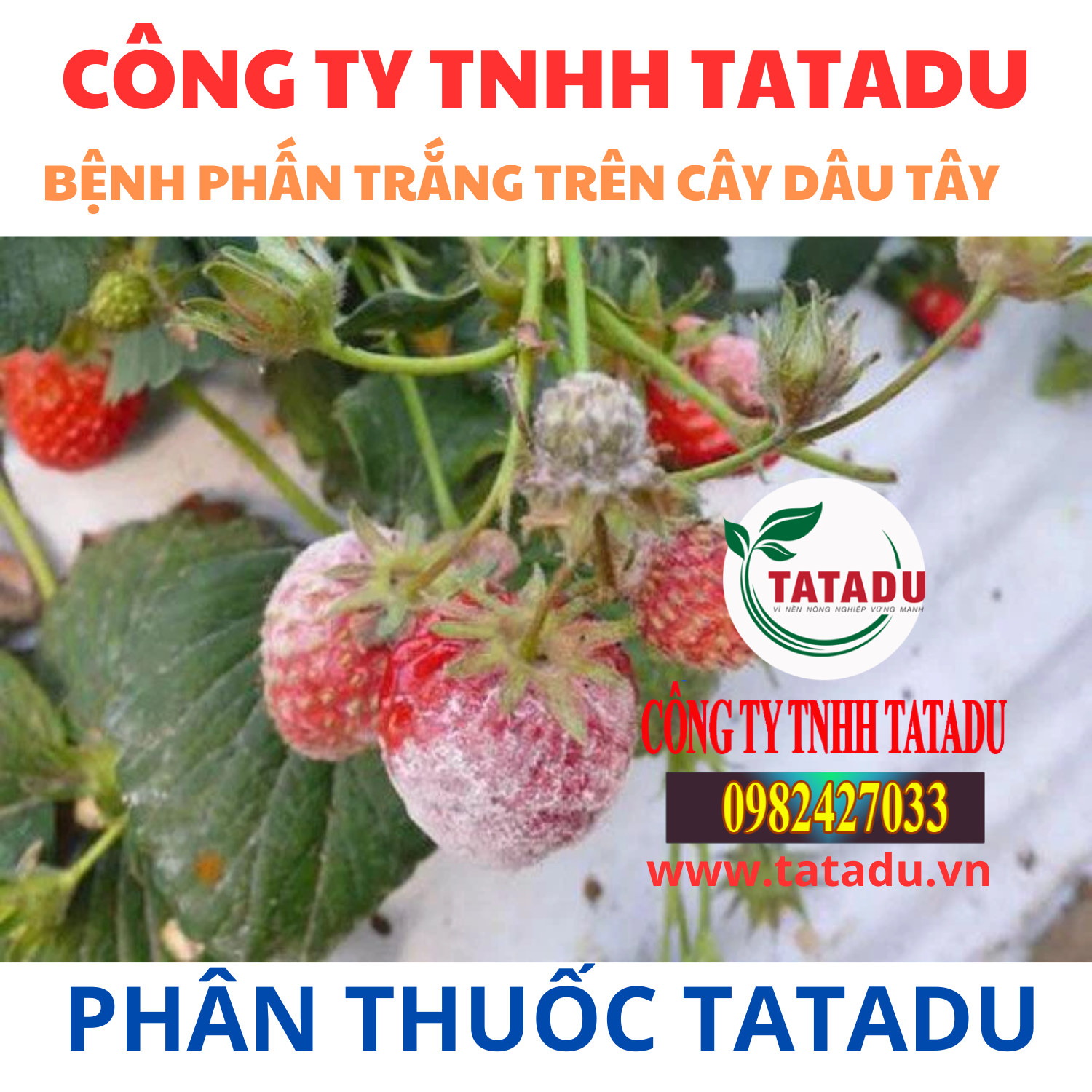 BENH PHAN TRANG TREN CAY DAU TAY