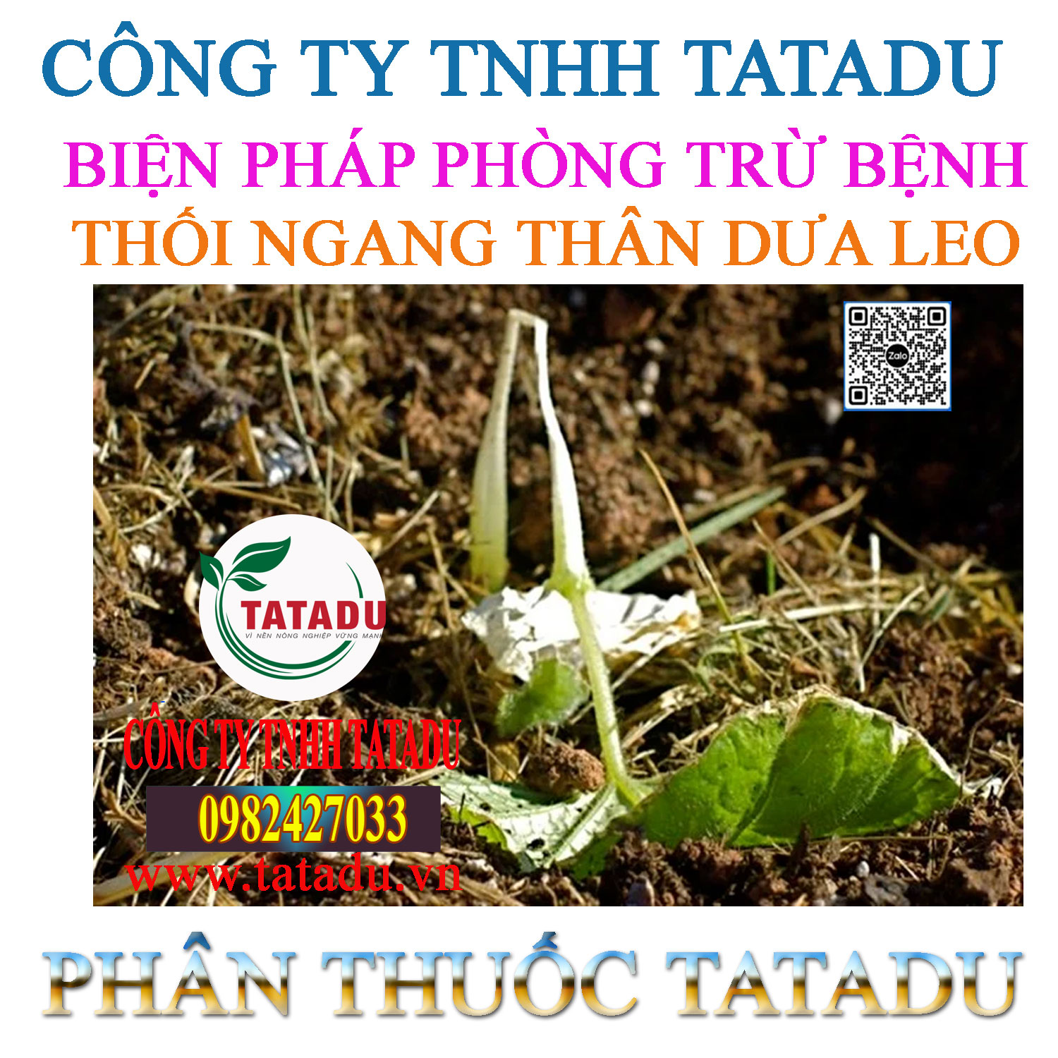 BIEN PHAP PHONG TRU BENH THOI NGANG THAN DUA LEO