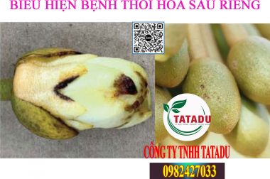 BIỆN PHÁP PHÒNG TRỪ BỆNH THỐI HOA TRÊN CÂY SẦU RIÊNG