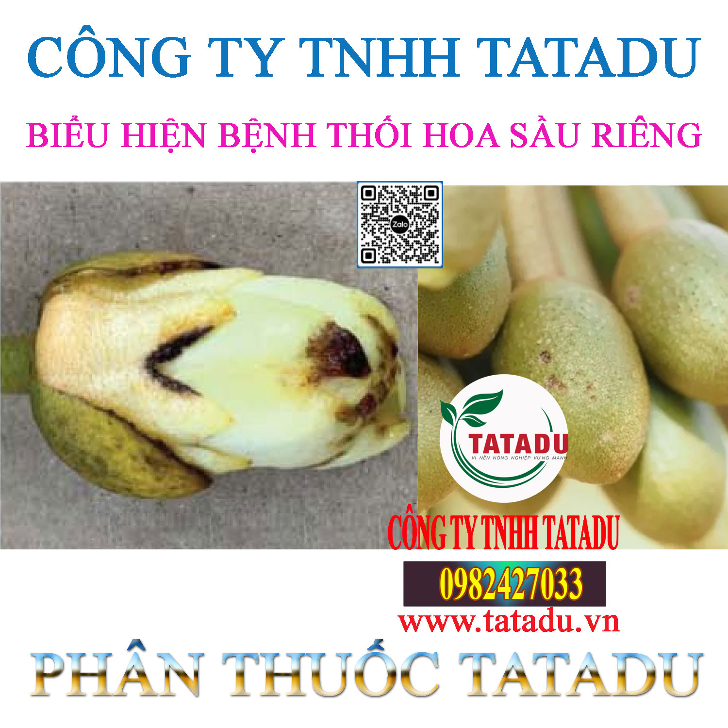 BIEU HIEN BENH THOI HOA SAU RIENG