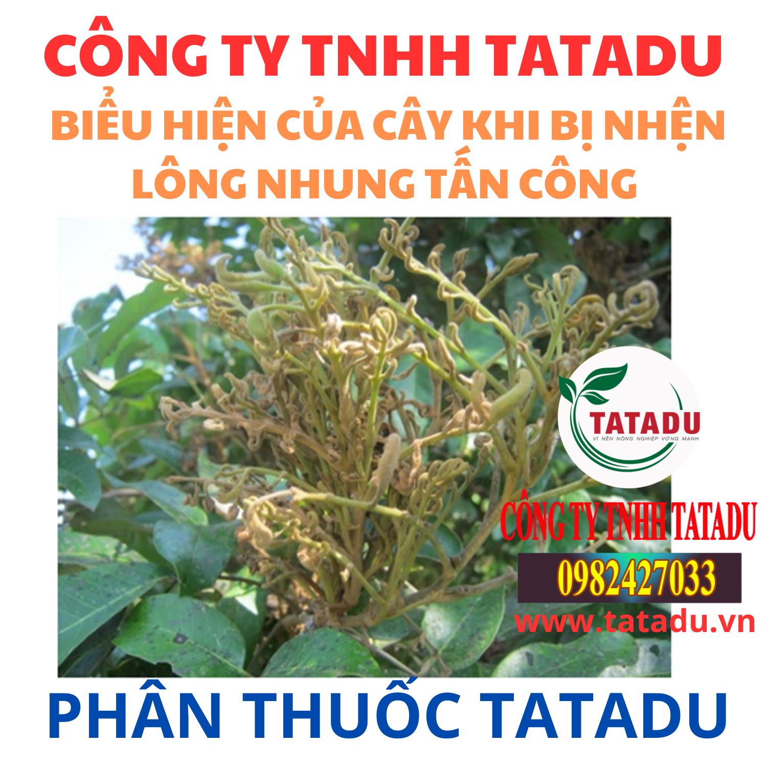BIEU HIEN CUA CAY KHI BI NHEN LONG NHUNG TAN CONG