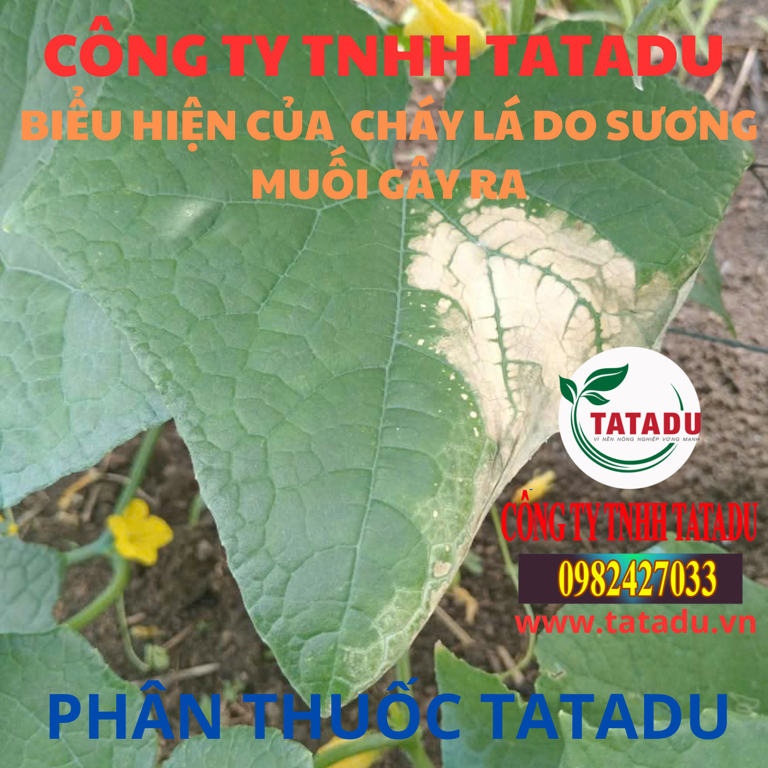 BIEU HIEN CUA CHAY LA DO SUONG MUOI GAY RA