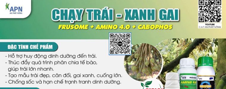 BO 3 CHAY TRAI XANH GAI TREN CAY SAU RIENG