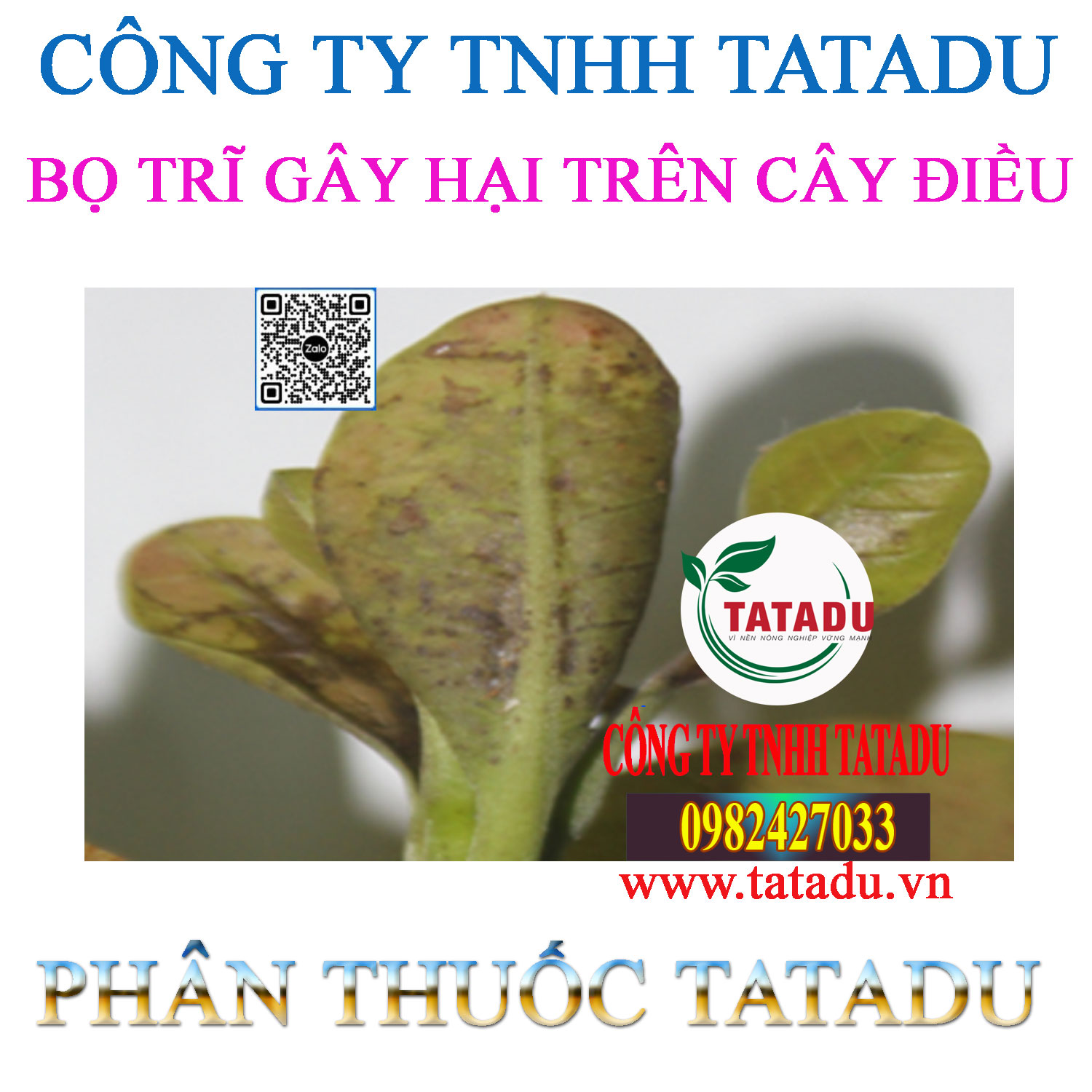 BO TRI GAY HAI TREN CAY DIEU