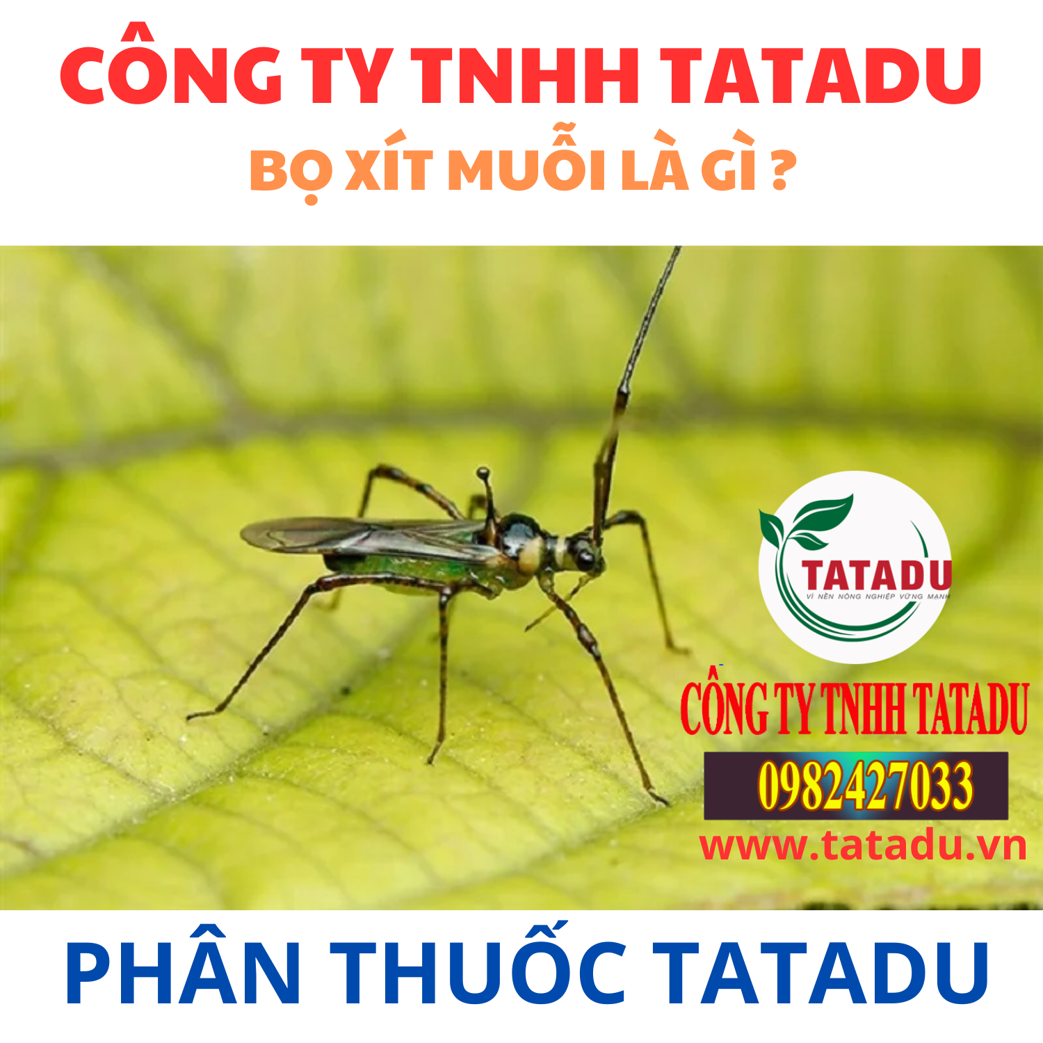 BO XIT MUOI LA GI