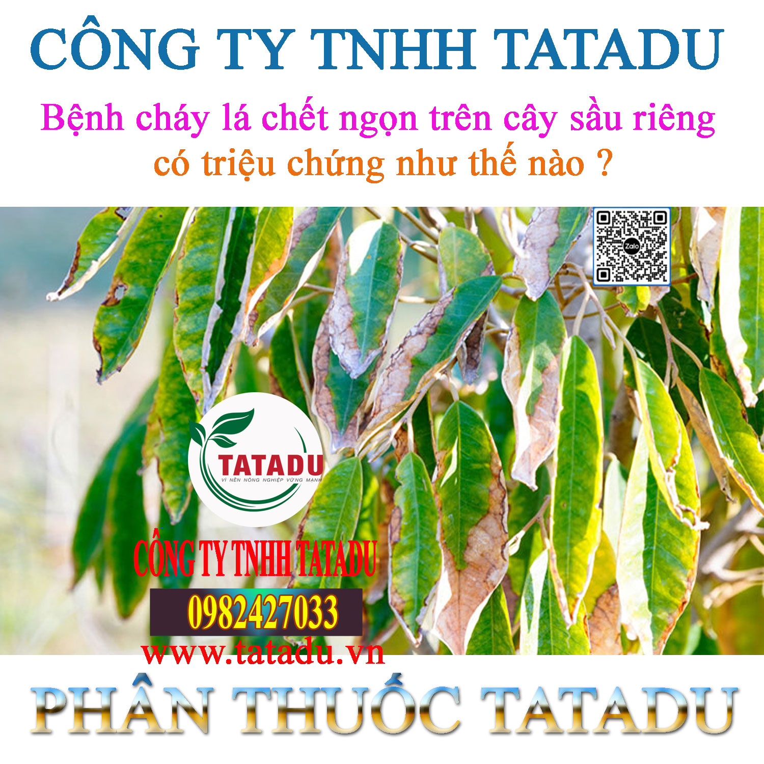 Benh chay la chet ngon tren cay sau rieng co trieu chung nhu the nao