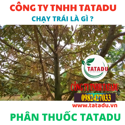 CHAY TRAI LA GI