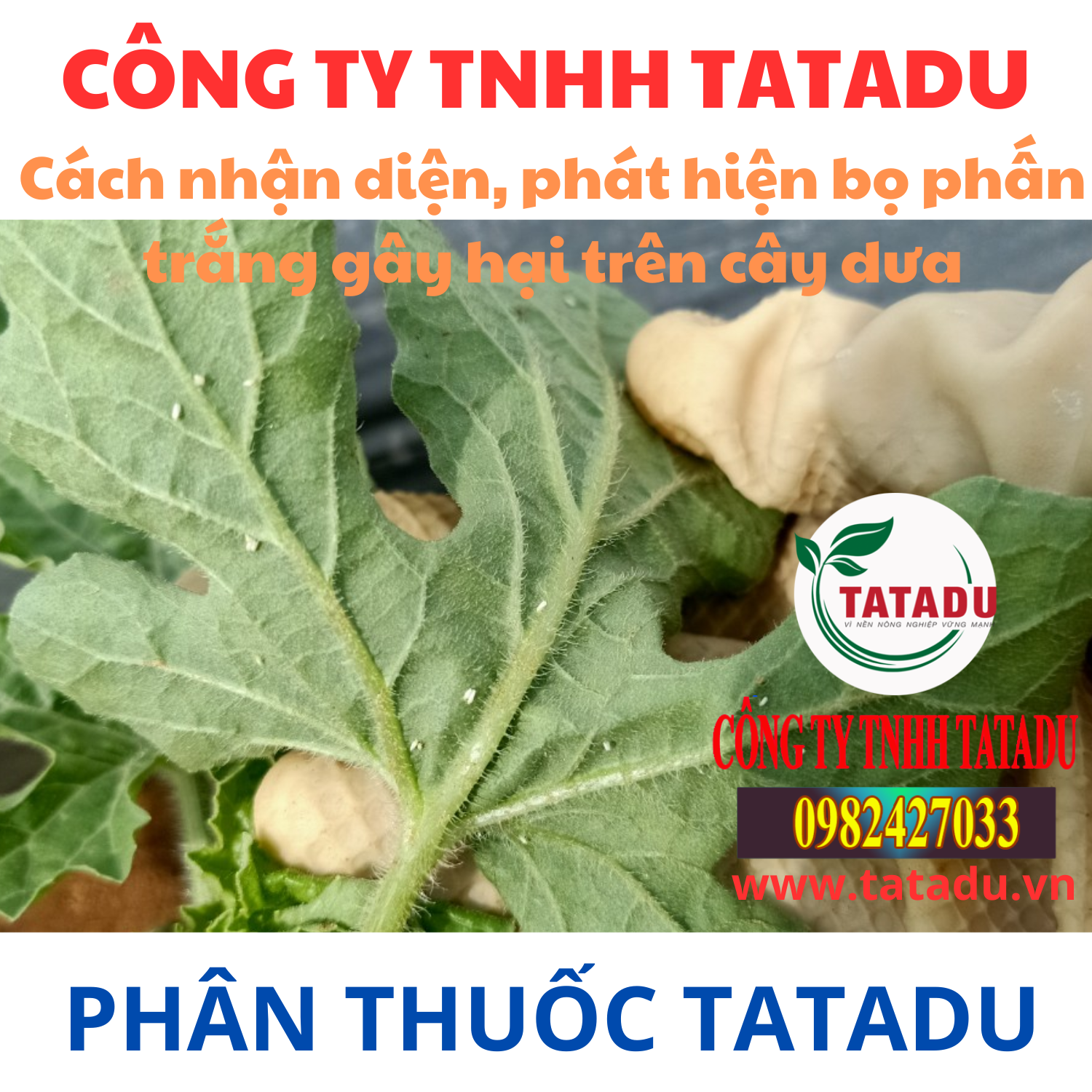 Cach nhan dien phat hien bo phan trang gay hai tren cay dua