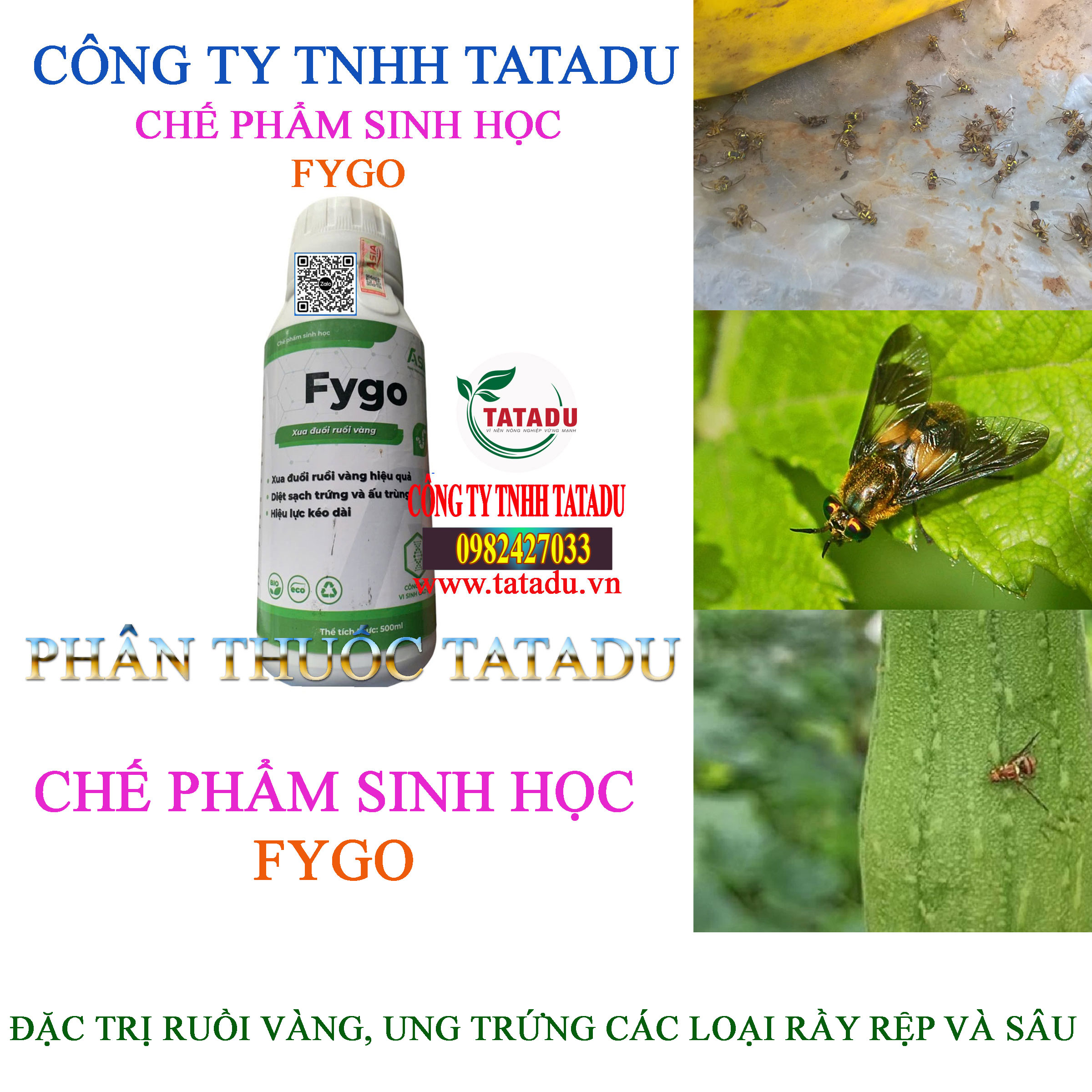 FYGO ASIA DAC TRI RUOI VANG UNG TRUNG CAC LOAI RAY REP VA SAU FYGO ASIA DAC TRI RUOI VANG UNG TRUNG CAC LOAI RAY REP VA SAU