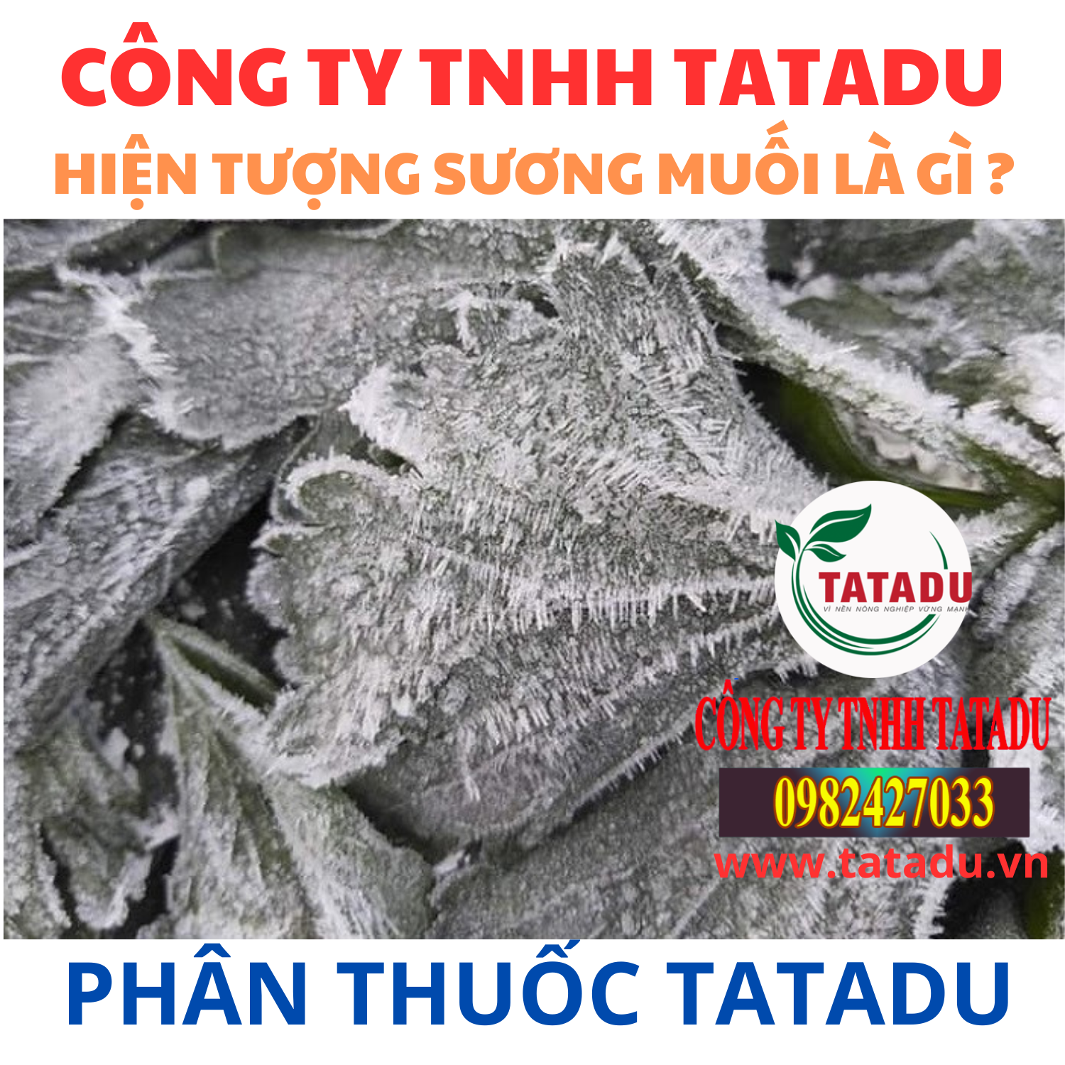 HIEN TUONG SUONG MUOI LA GI