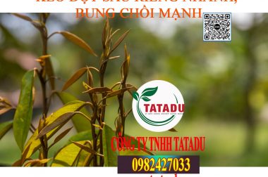 THUỐC KÉO ĐỌT SẦU RIÊNG NHANH, BUNG CHỒI MẠNH