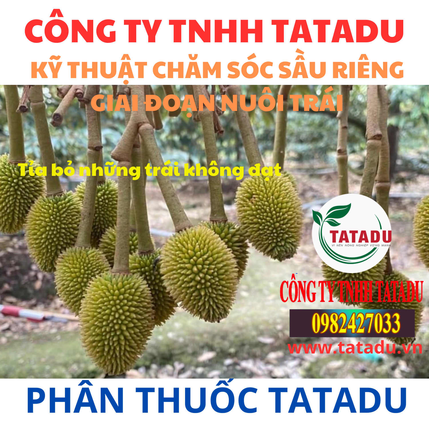 KY THUAT CHAM SOC SAU RIENG GIAI DOAN NUOI TRAI 2