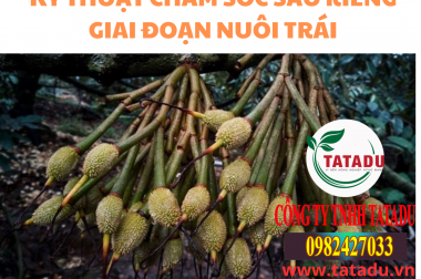 KỸ THUẬT CHĂM SÓC SẦU RIÊNG GIAI ĐOẠN NUÔI TRÁI