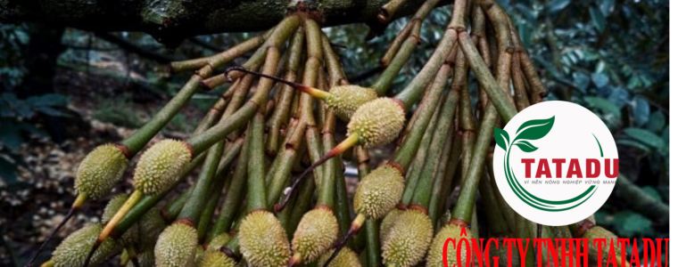 KY THUAT CHAM SOC SAU RIENG GIAI DOAN NUOI TRAI
