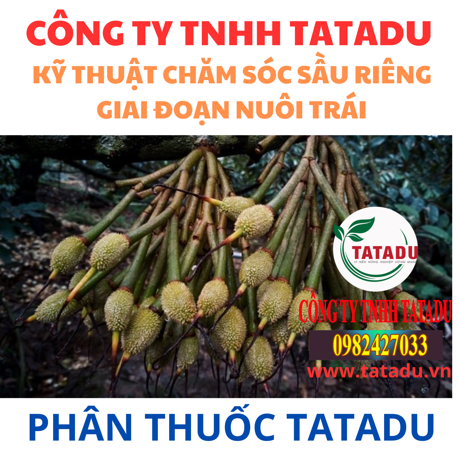 KY THUAT CHAM SOC SAU RIENG GIAI DOAN NUOI TRAI