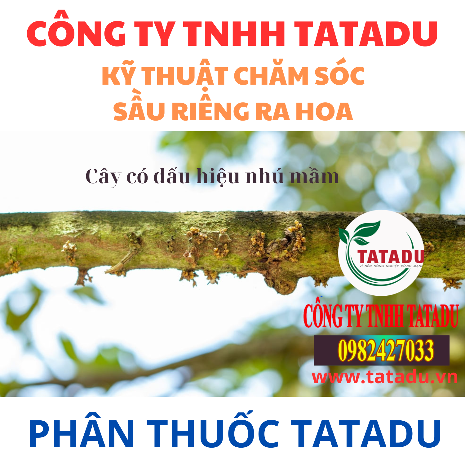 KY THUAT CHAM SOC SAU RIENG RA HOA