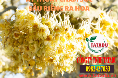 KỸ THUẬT CHĂM SÓC SẦU RIÊNG RA HOA