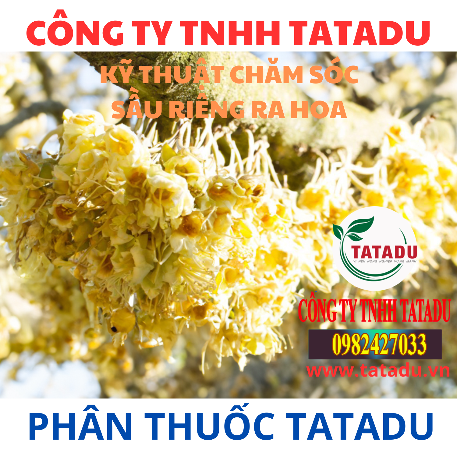 KY THUAT CHAM SOC SAU RIENG RA HOA 1