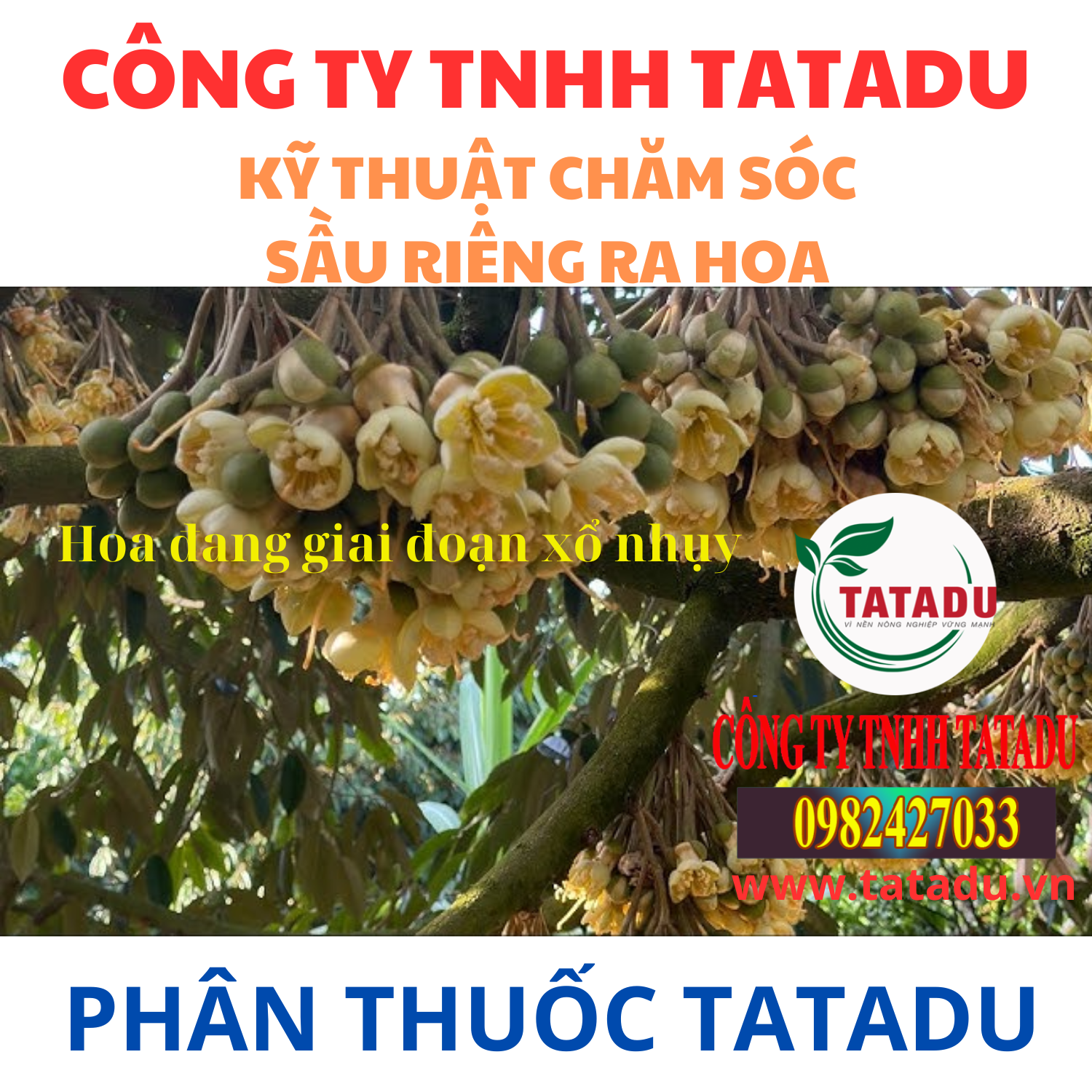 KY THUAT CHAM SOC SAU RIENG RA HOA HOA DANG GIAI DOAN XO NHUY