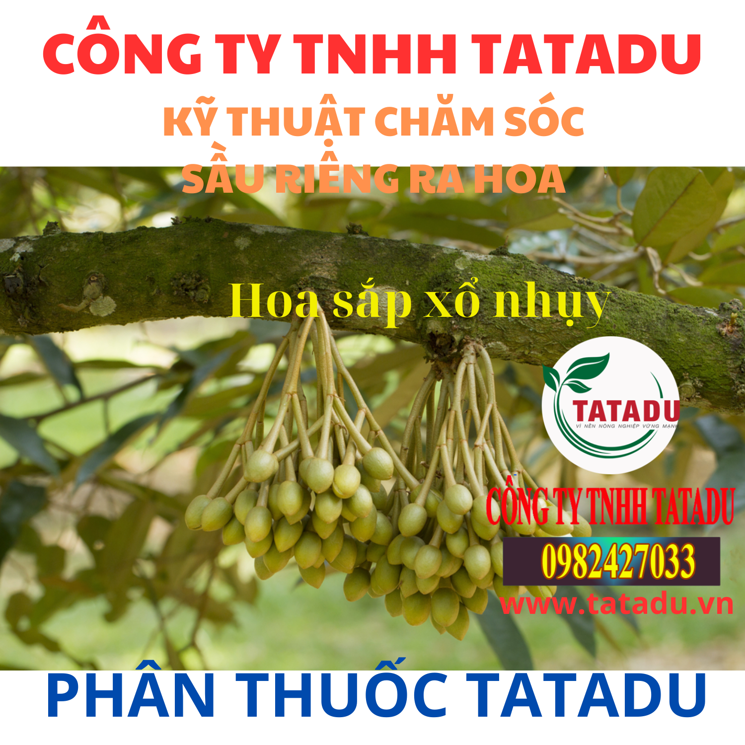 KY THUAT CHAM SOC SAU RIENG RA HOA HOA SAP XO NHUY