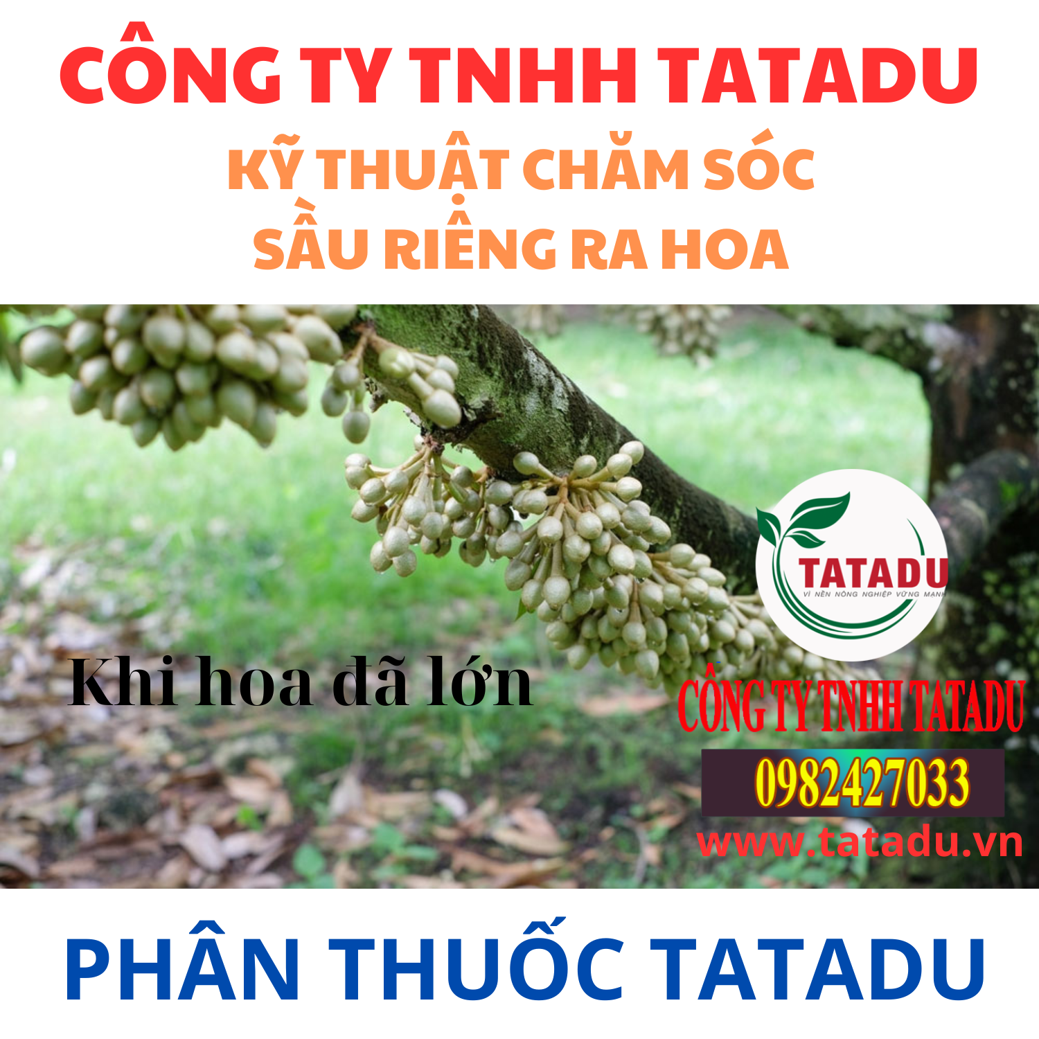 KY THUAT CHAM SOC SAU RIENG RA HOA KHI HOA DA LON
