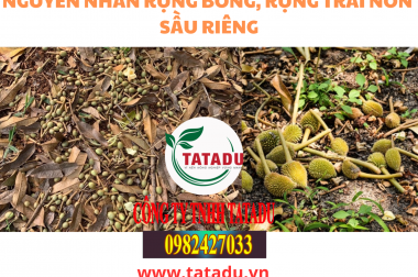 NGUYÊN NHÂN RỤNG BÔNG, RỤNG TRÁI NON SẦU RIÊNG