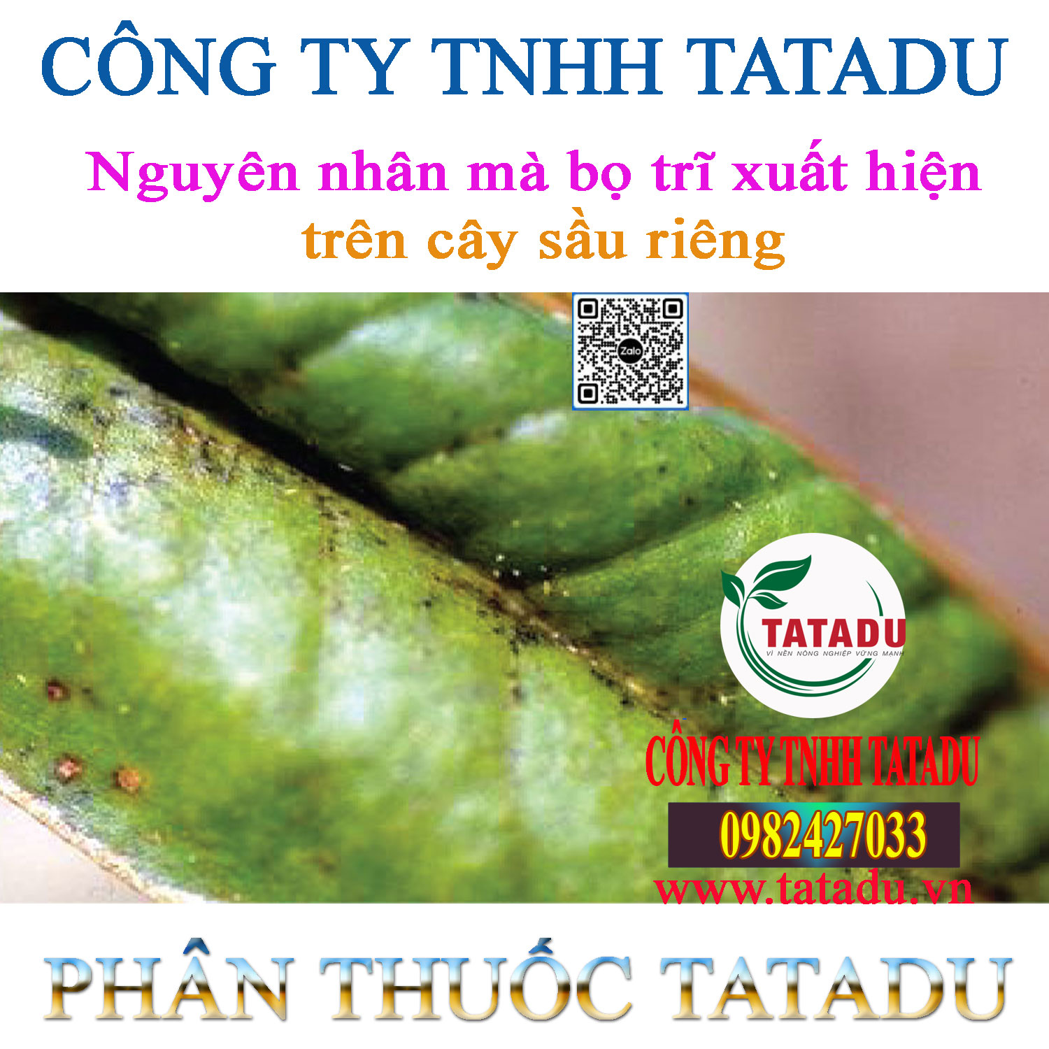 Nguyen nhan ma bo tri xuat hien tren cay sau rieng