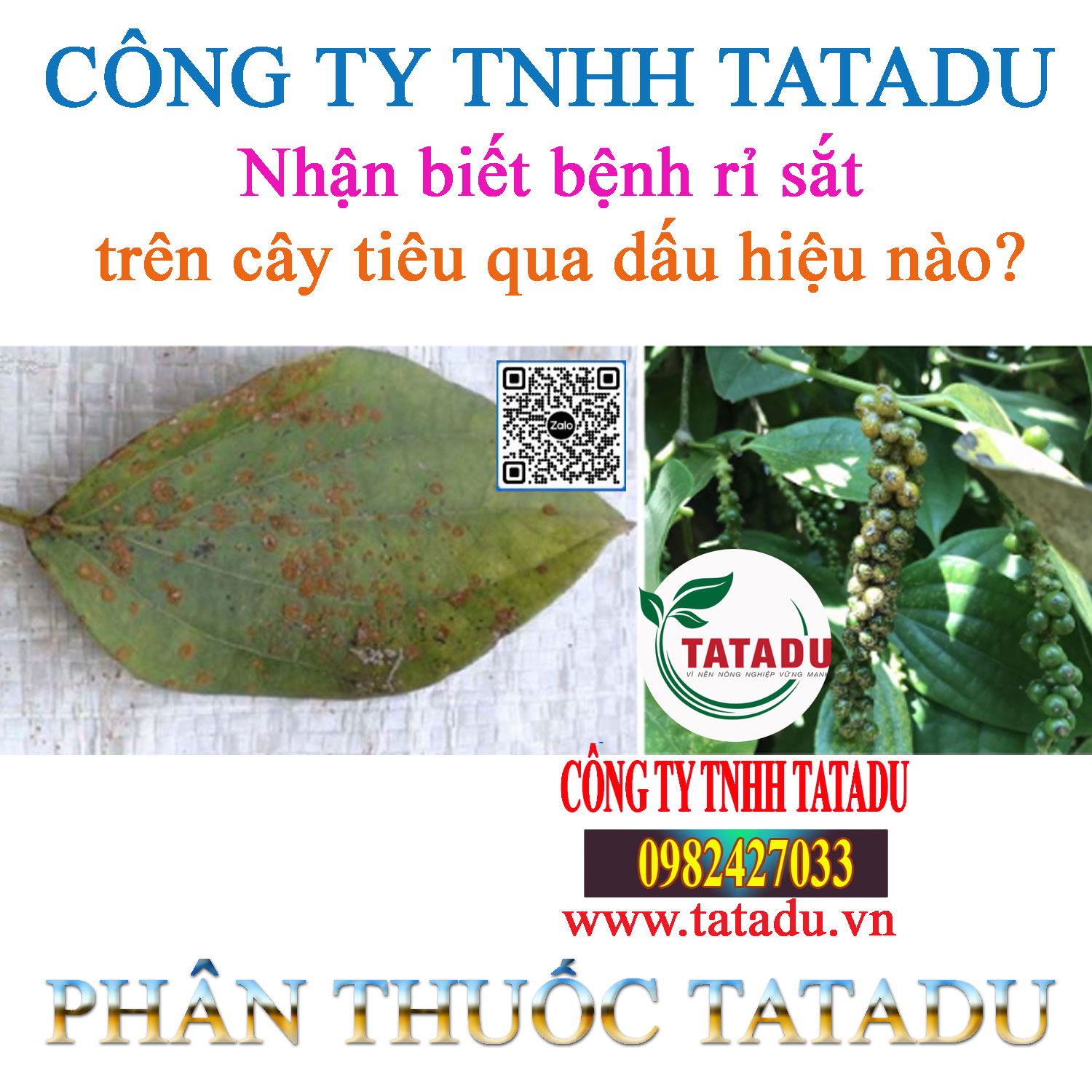 Nhan biet benh ri sat tren cay tieu qua dau hieu nao Nhan biet benh ri sat tren cay tieu qua dau hieu nao
