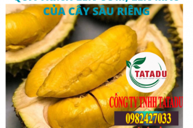 QUÁ TRÌNH LÊN CƠM, LÊN MÀU CỦA CÂY SẦU RIÊNG