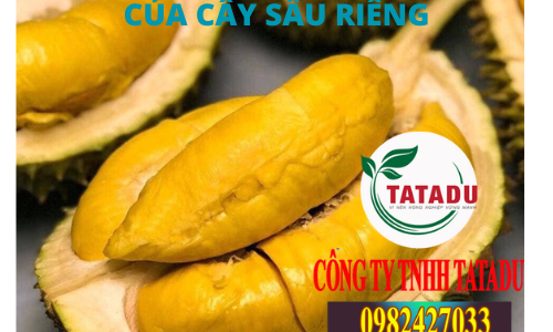 QUA TRINH LEN COM LEN MAU CUA CAY SAU RIENG