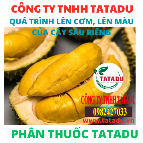 QUA TRINH LEN COM LEN MAU CUA CAY SAU RIENG