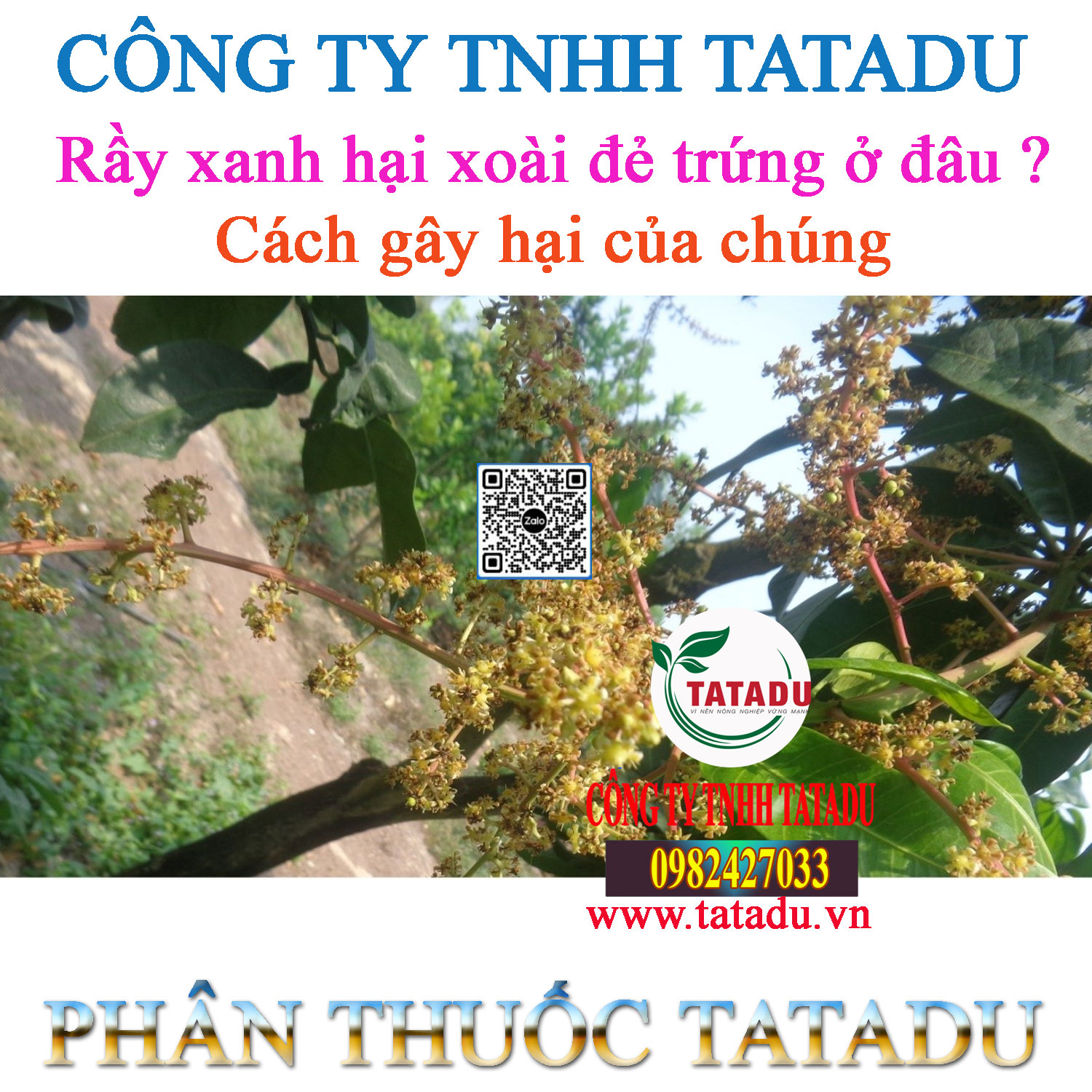 Ray xanh hai xoai de trung o dau va cach gay hai cua chung Ray xanh hai xoai de trung o dau va cach gay hai cua chung