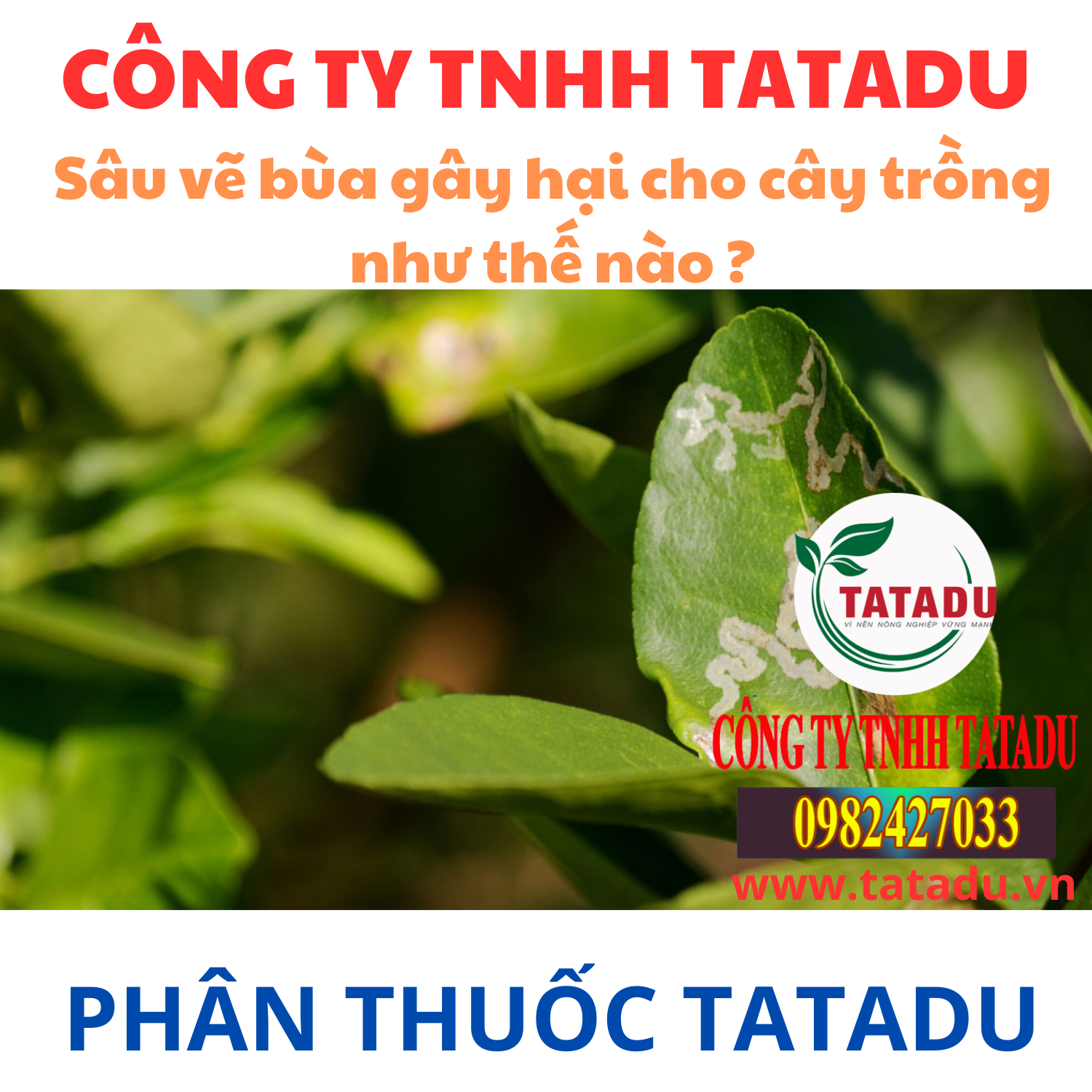 Sau ve bua gay hai cho cay trong nhu the nao