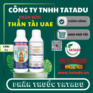 THAN TAI UAE