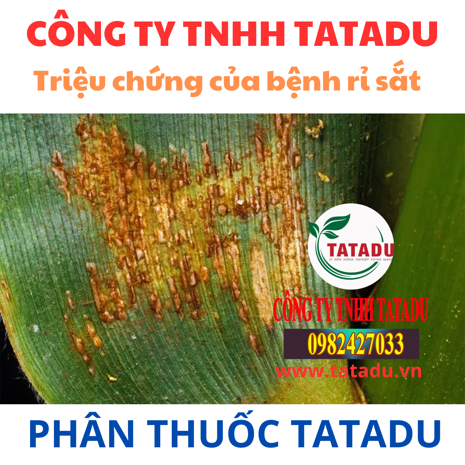 TRIỆU CHỨNG CỦA BỆNH RỈ SẮT