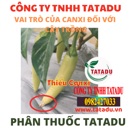 VAI TRO CUA CANXI DOI VOI CAY TRONG