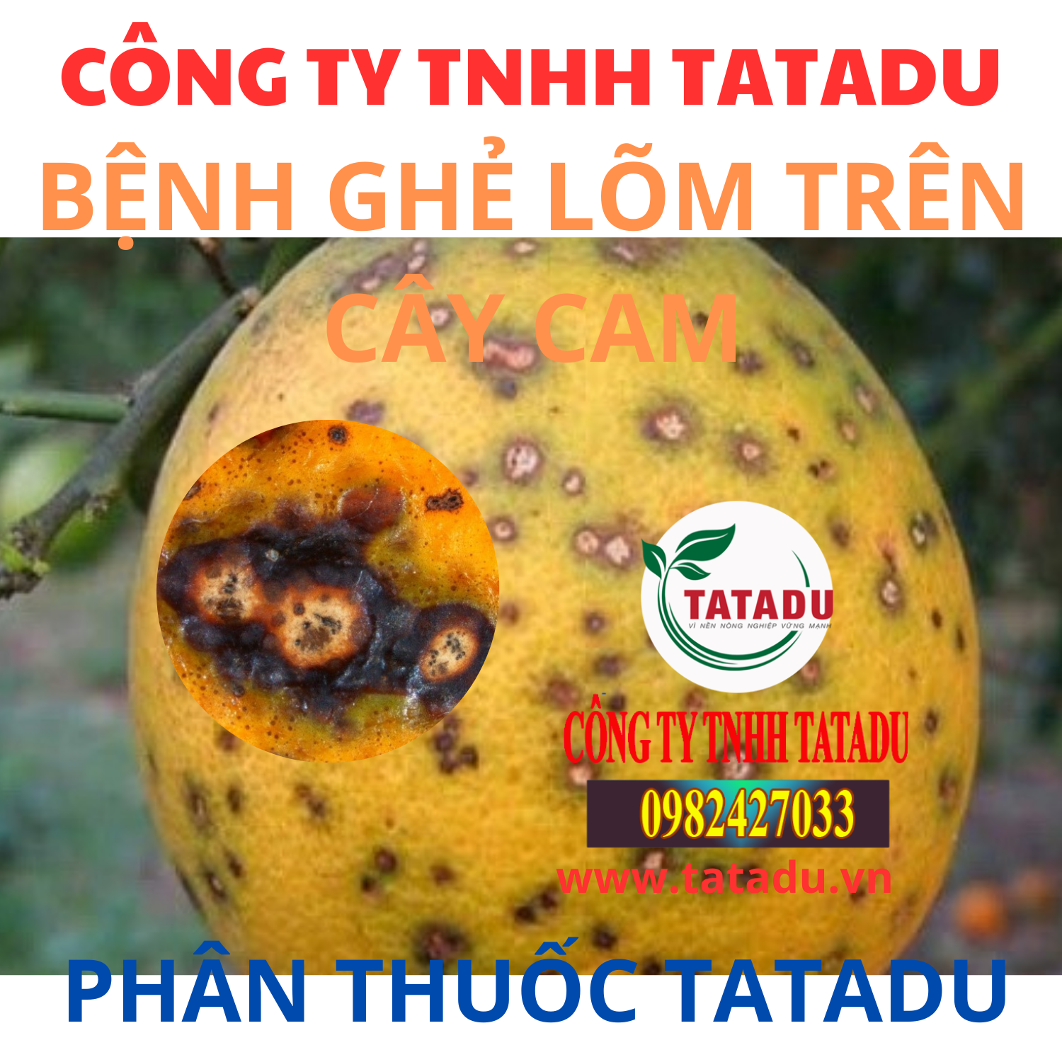 BENH GHE LOM TREN CAY CAM BENH GHE LOM TREN CAY CAM