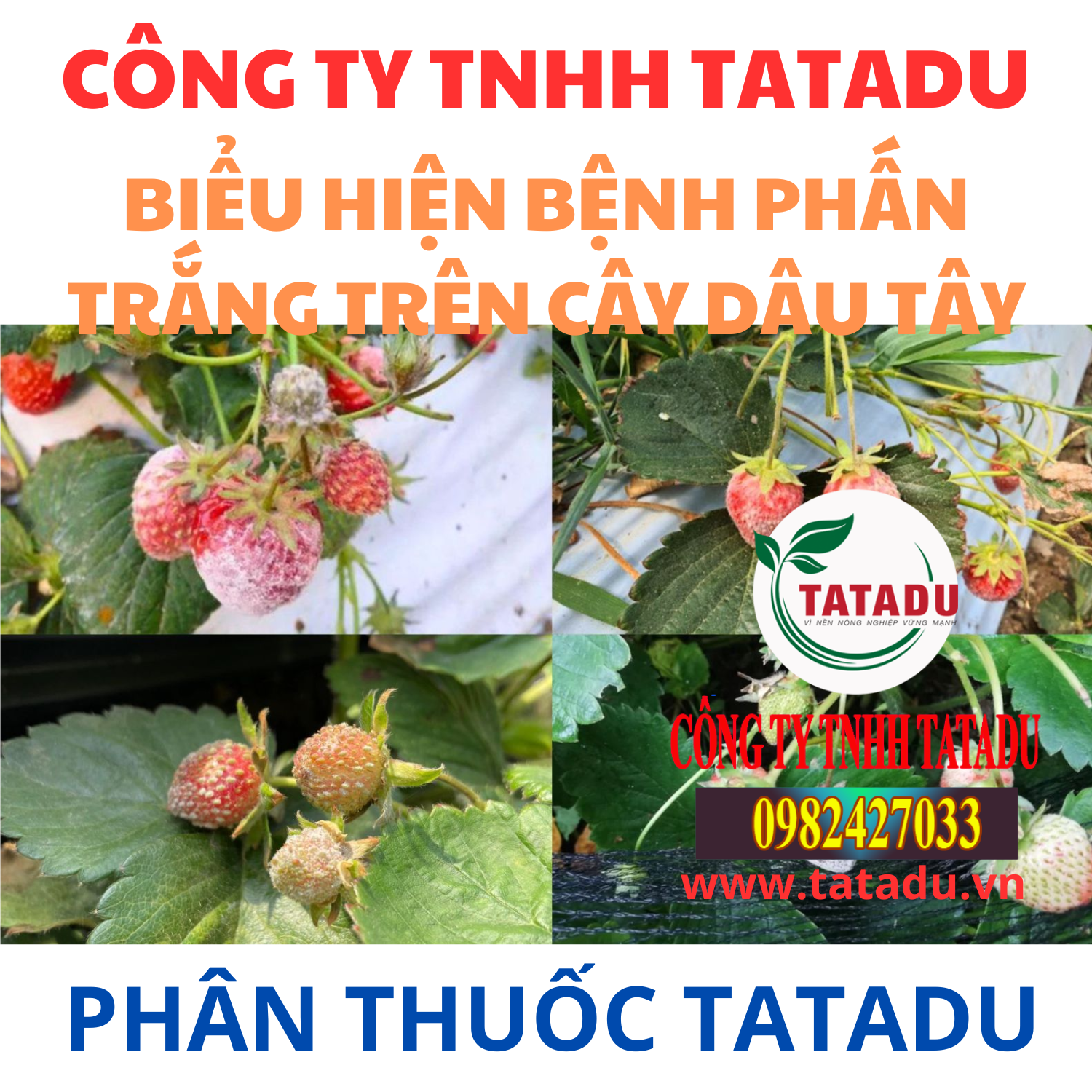 BIEU HIEN BENH PHAN TRANG TREN CAY DAU TAY