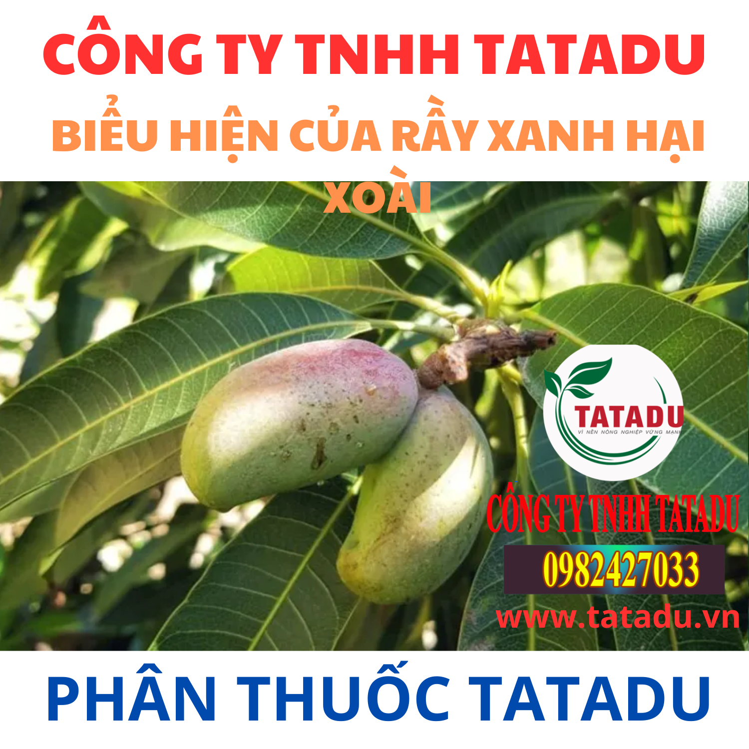BIEU HIEN CUA RAY XANH HAI XOAI