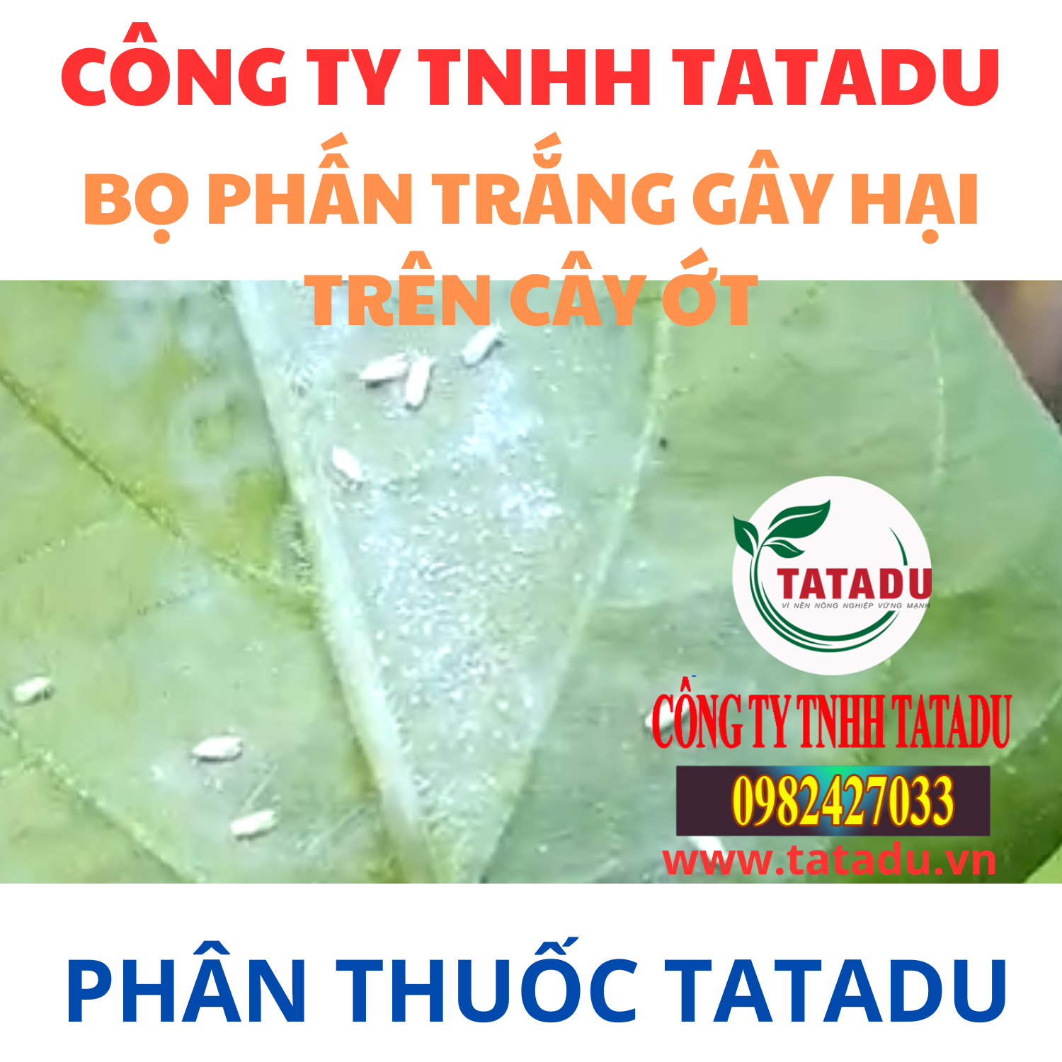 BO PHAN TRANG GAY HAI TREN CAY OT