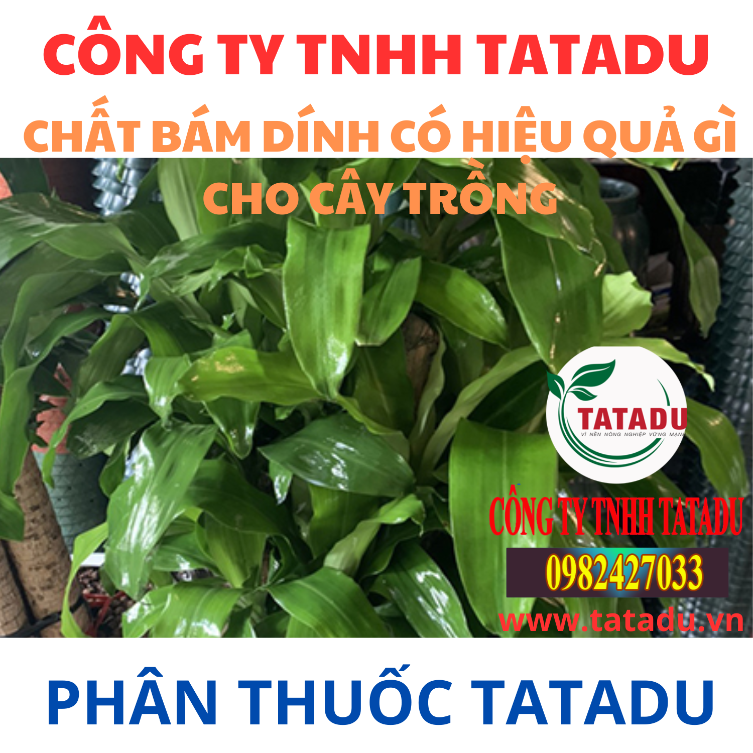 CHAT BAM DINH CO HIEU QUA GI CHO CAY TRONG