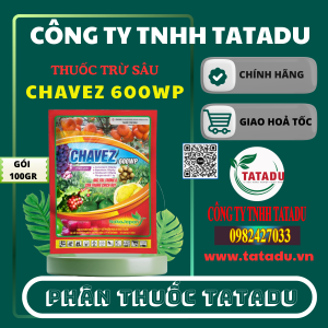 CHAVEZ 600WP NAKA JAPAN