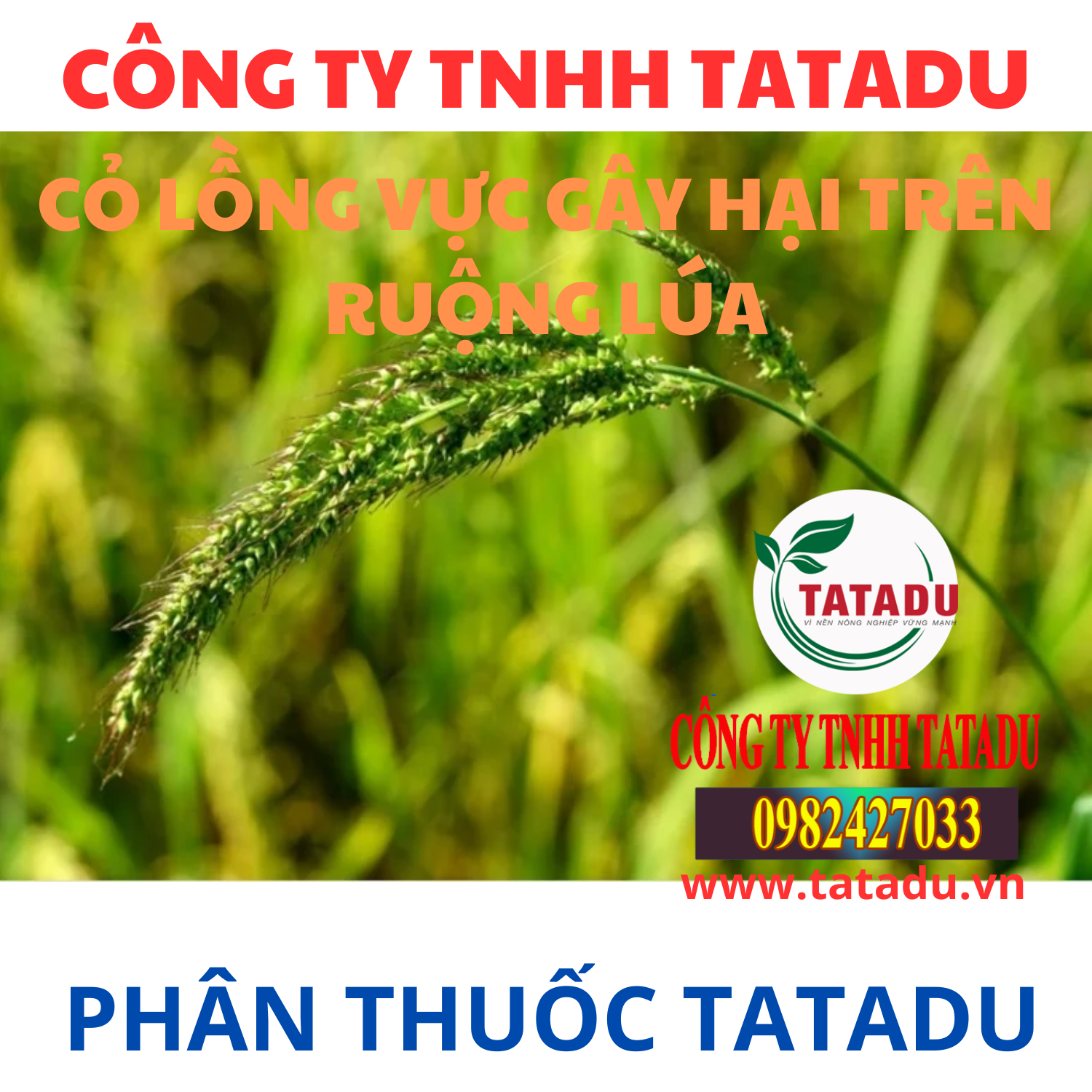 CO LONG VUC GAY HAI TREN RUONG LUA