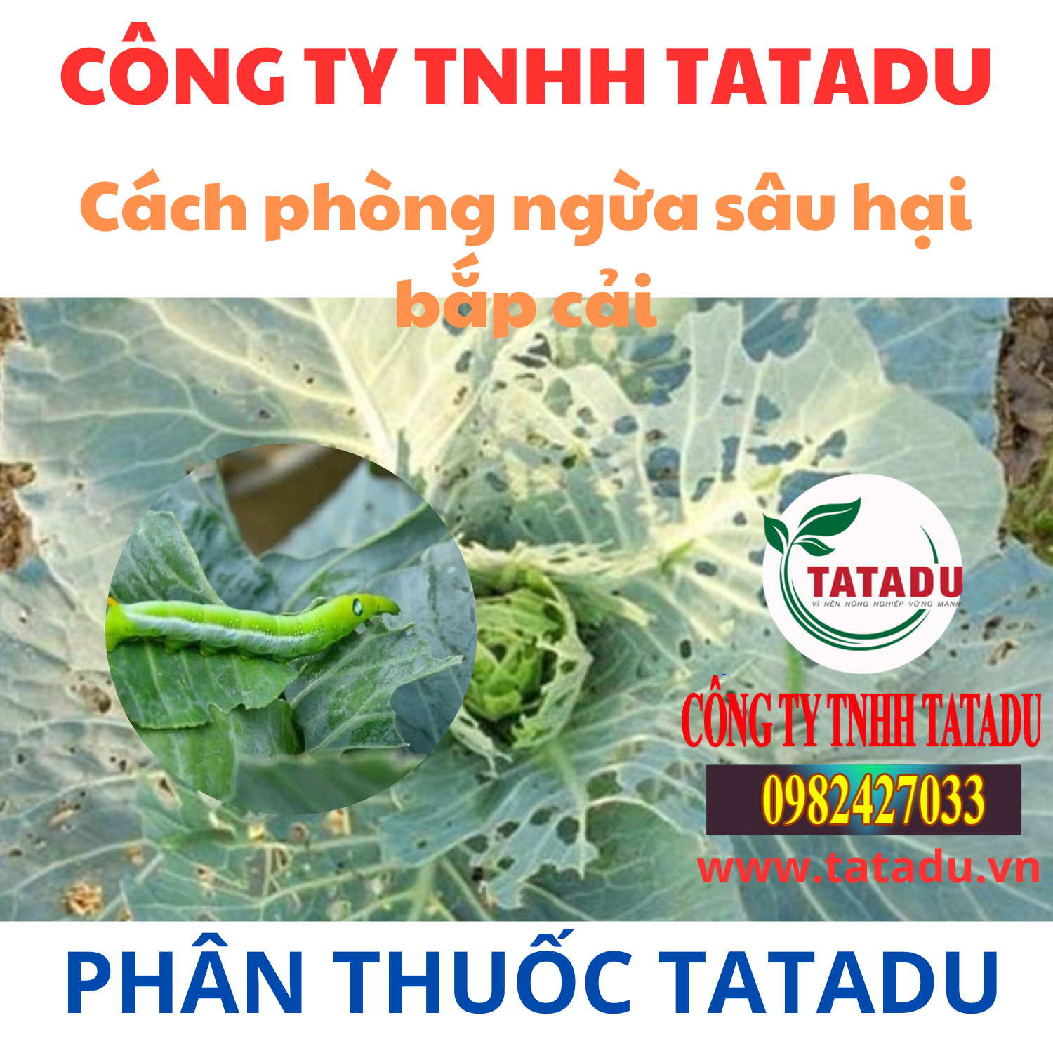 Cach phong ngua sau hai bap cai