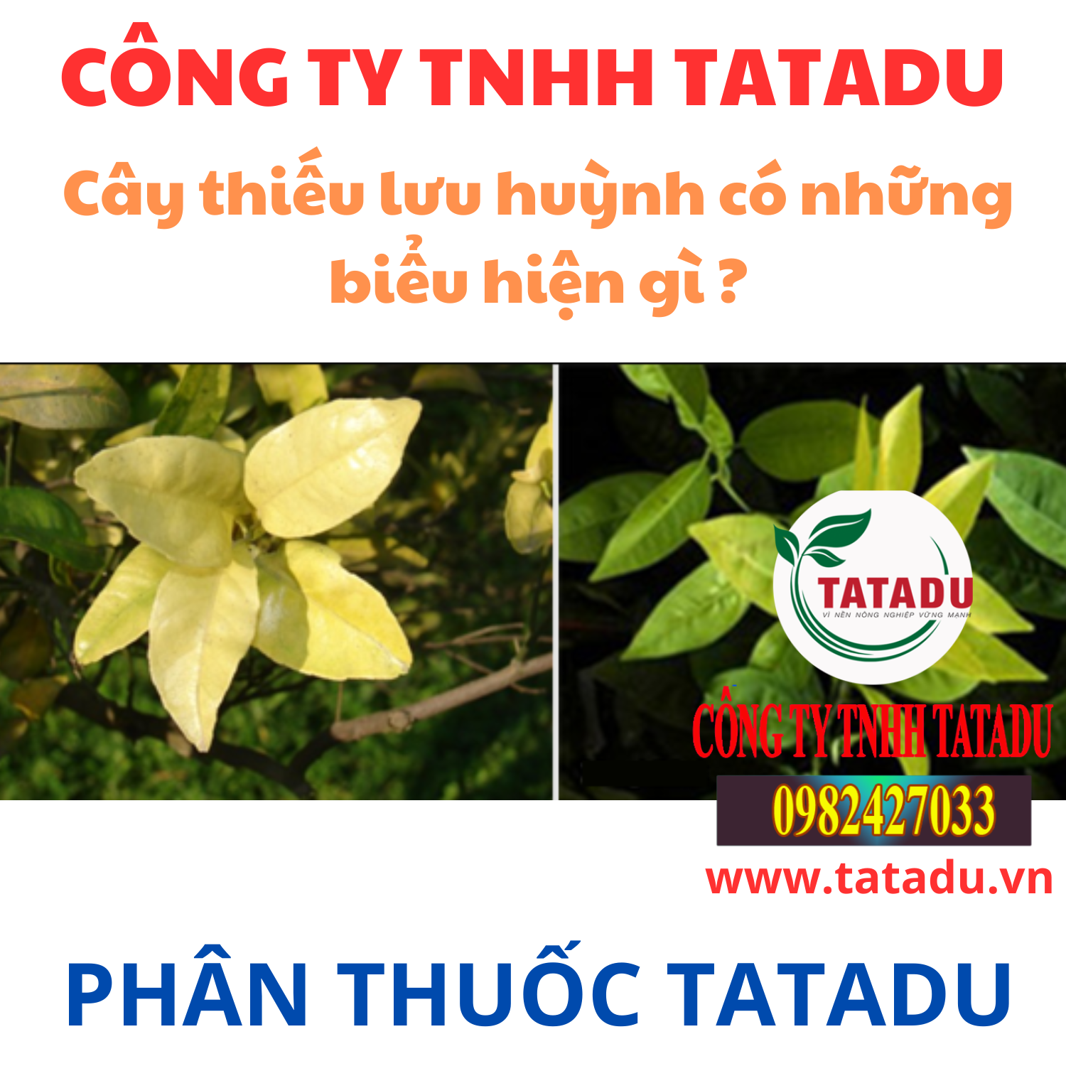 Cay thieu luu huynh co nhung bieu hien gi
