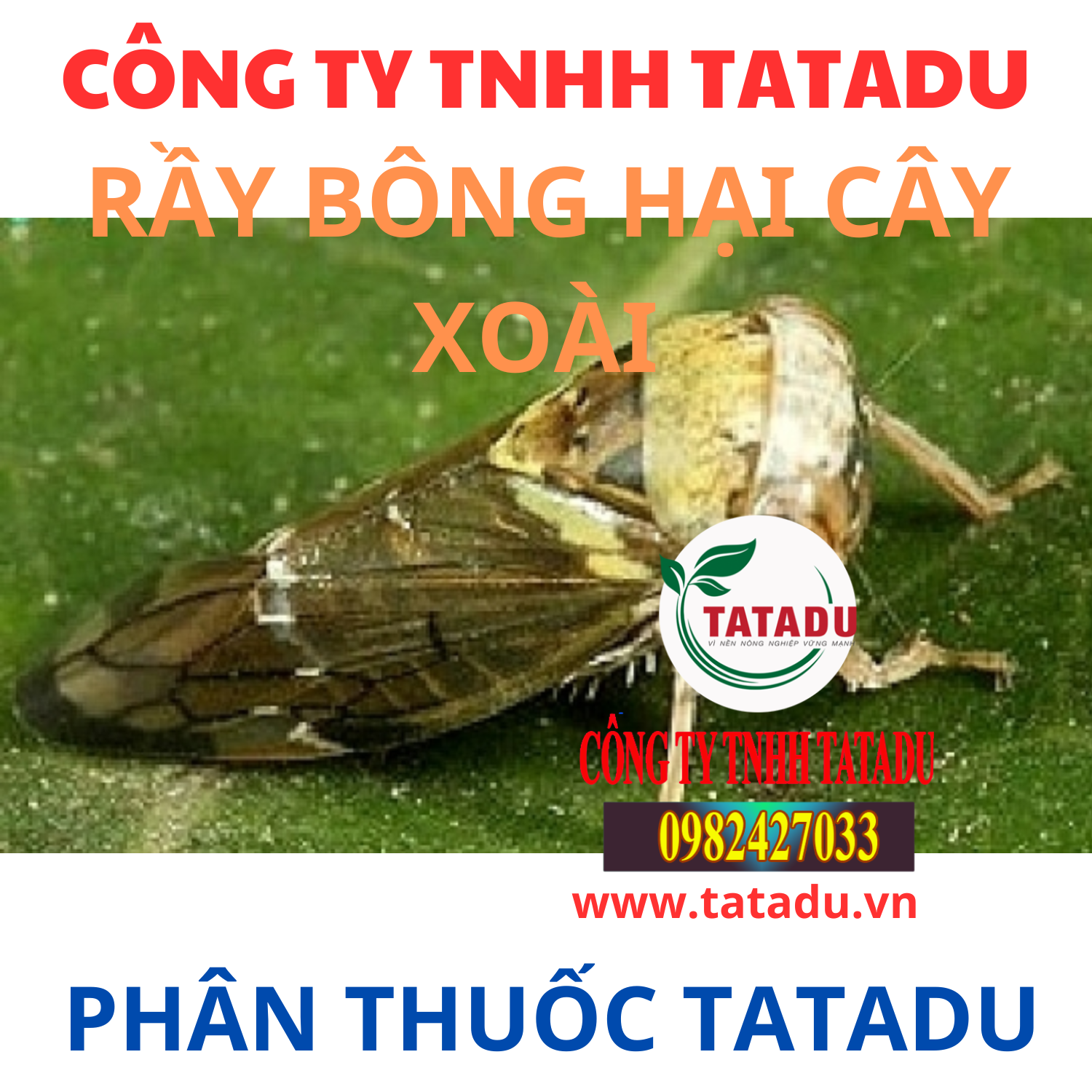 RAY BONG HAI CAY XOAI