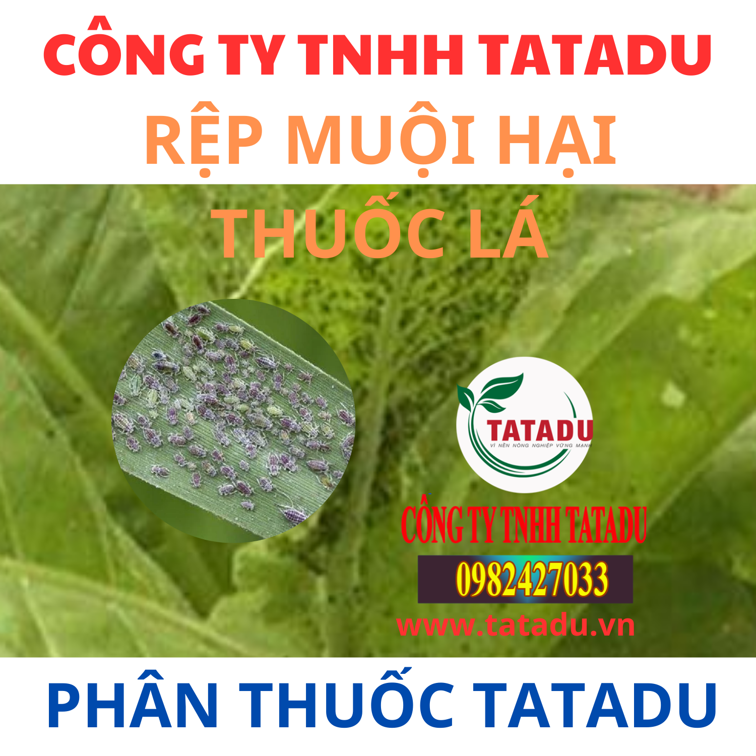 REP MUOI HAI THUOC LA