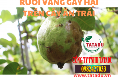 RUỒI VÀNG – KẺ THÙ CỦA CÂY ĂN TRÁI VÀ CÁCH PHÒNG TRỊ